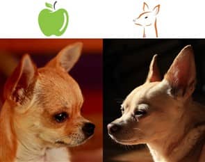 Full grown best sale apple head chihuahua